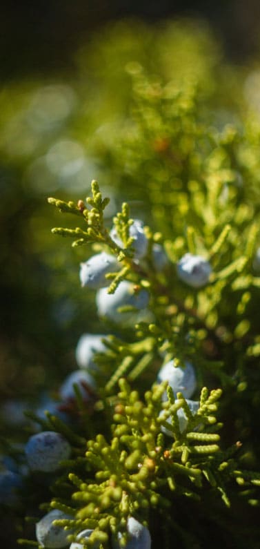 juniper closeup