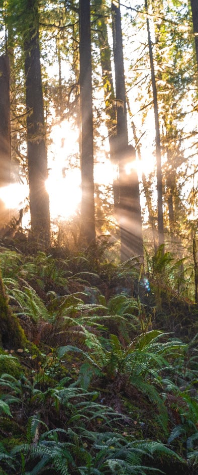 sun shining through forest