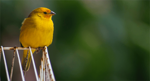 yellow bird